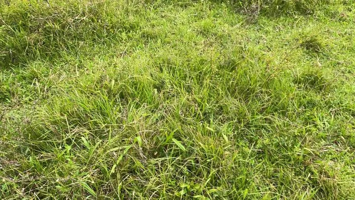 Country home for sale of 10 acres in Caraá, RS, Brazil