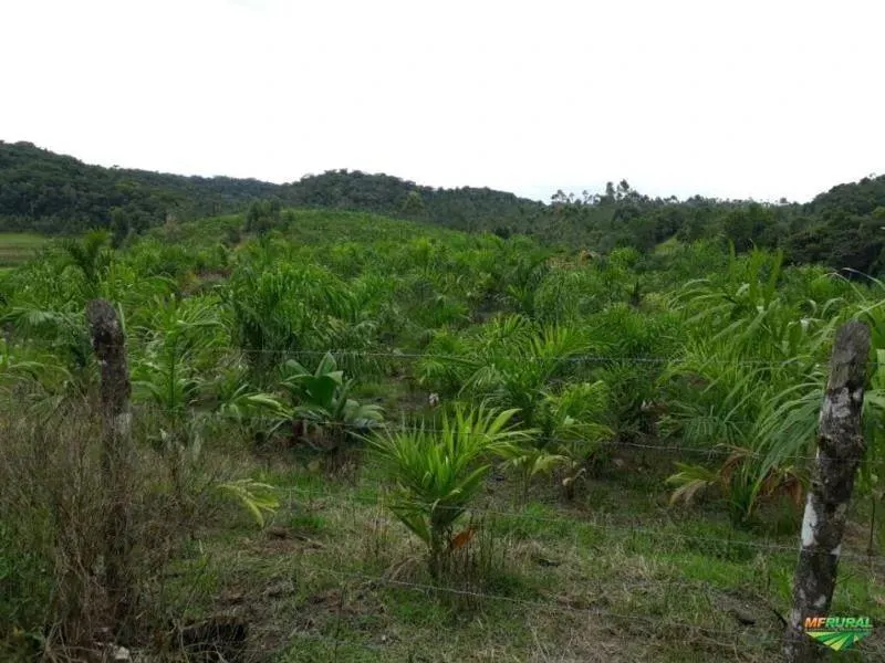 Fazenda à venda de 1.246 ha em Sete Barras, SP, Brasil
