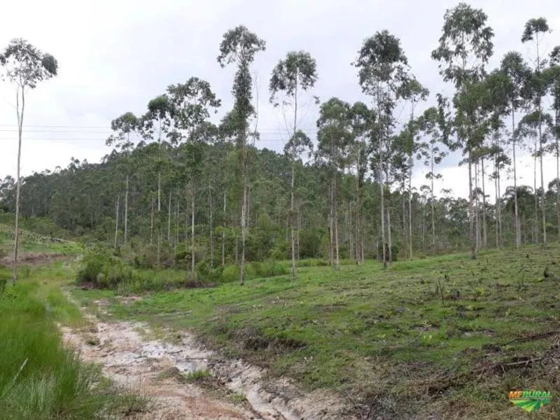 Fazenda à venda de 1.246 ha em Sete Barras, SP, Brasil