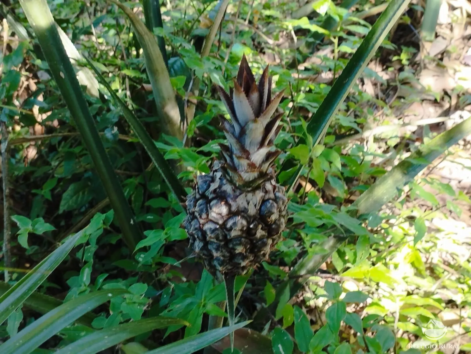 Sítio à venda de 12 ha em São José dos Campos, SP, Brasil