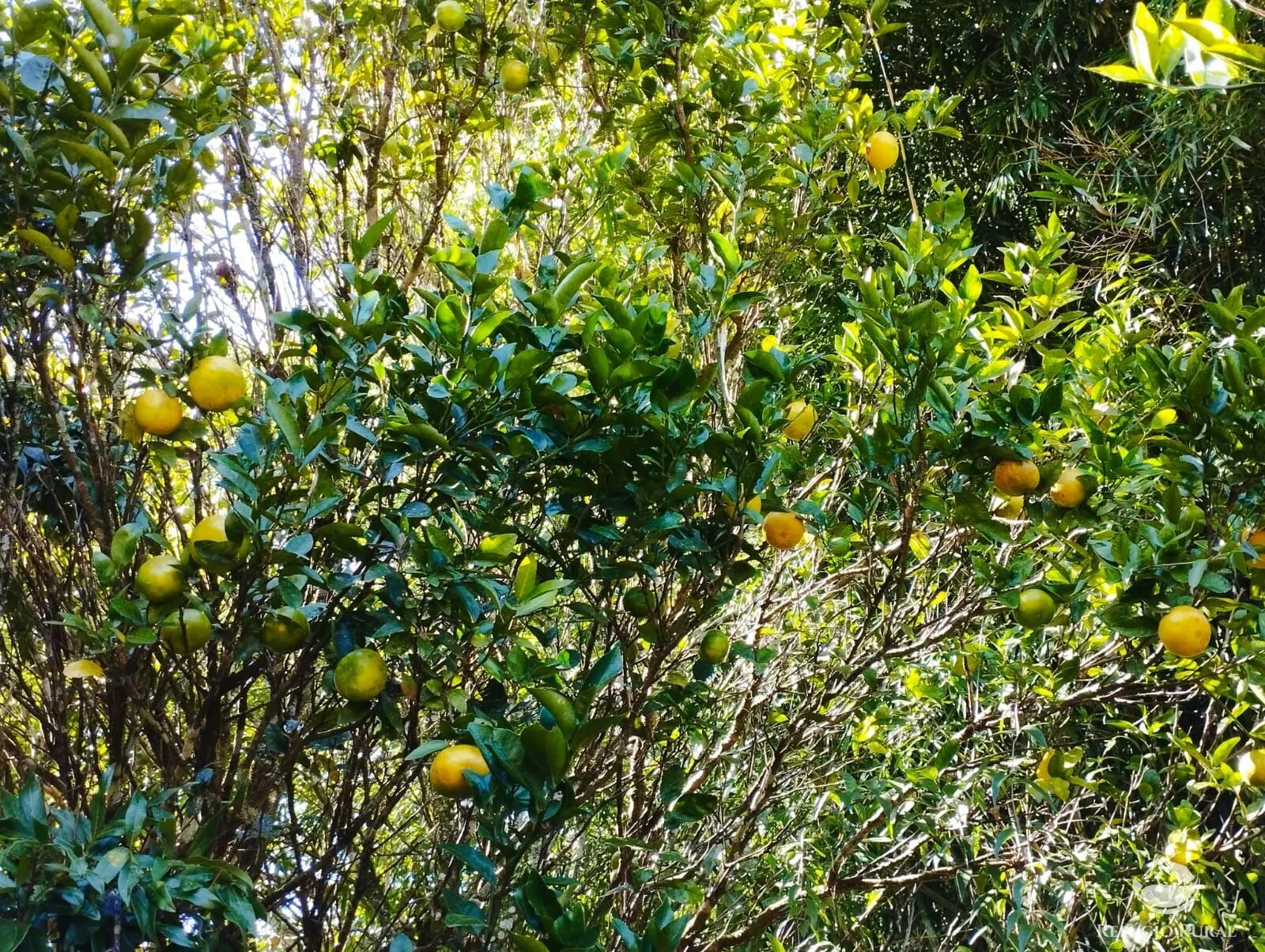 Sítio à venda de 12 ha em São José dos Campos, SP, Brasil