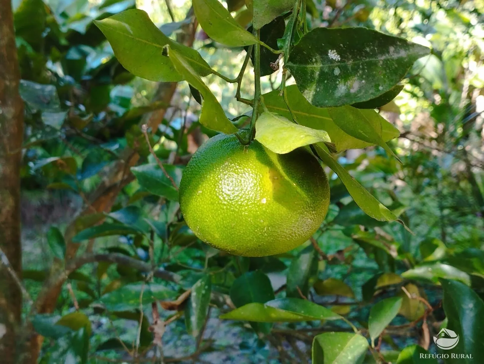 Sítio à venda de 12 ha em São José dos Campos, SP, Brasil