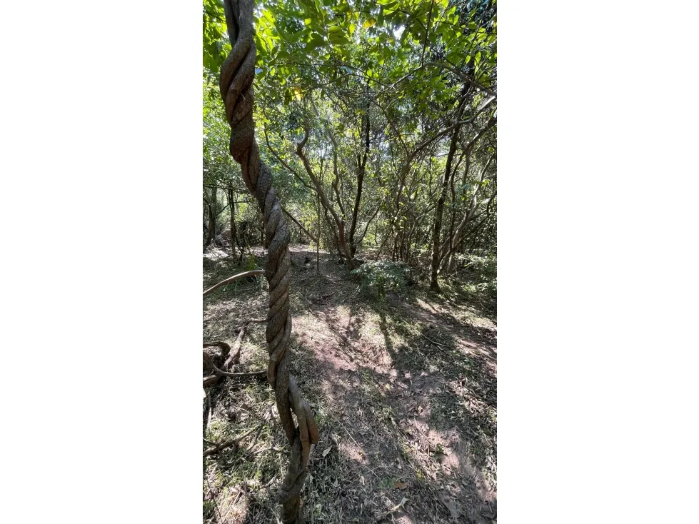 Fazenda à venda de 50 ha em Caapucú, Paraguai