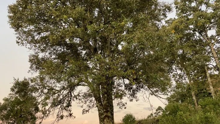 Country home for sale of 1 acres in Rolante, RS, Brazil