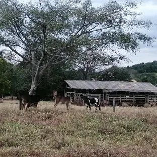 Country home for sale of 17 acres in Heitoraí, GO, Brazil