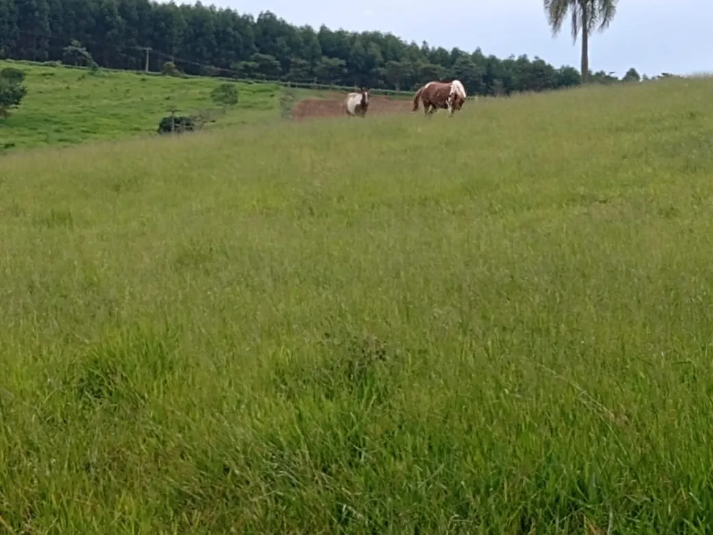 Fazenda à venda de 14 ha em Itapetininga, SP, Brasil