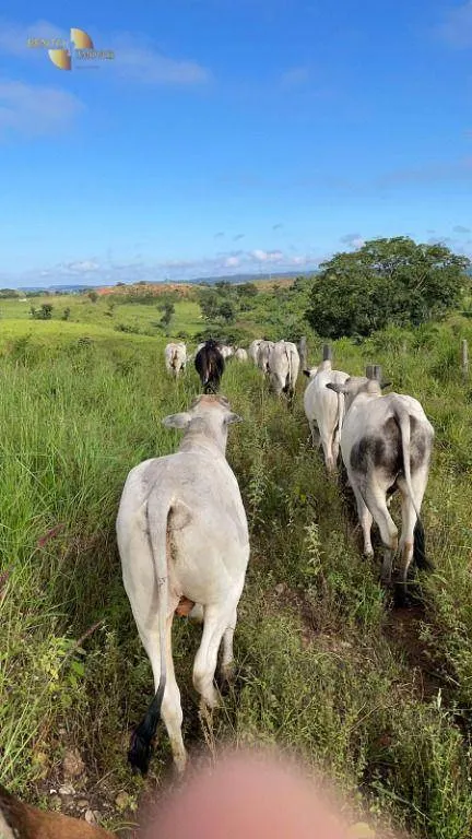 Fazenda à venda de 1.160 ha em Primavera do Leste, MT, Brasil