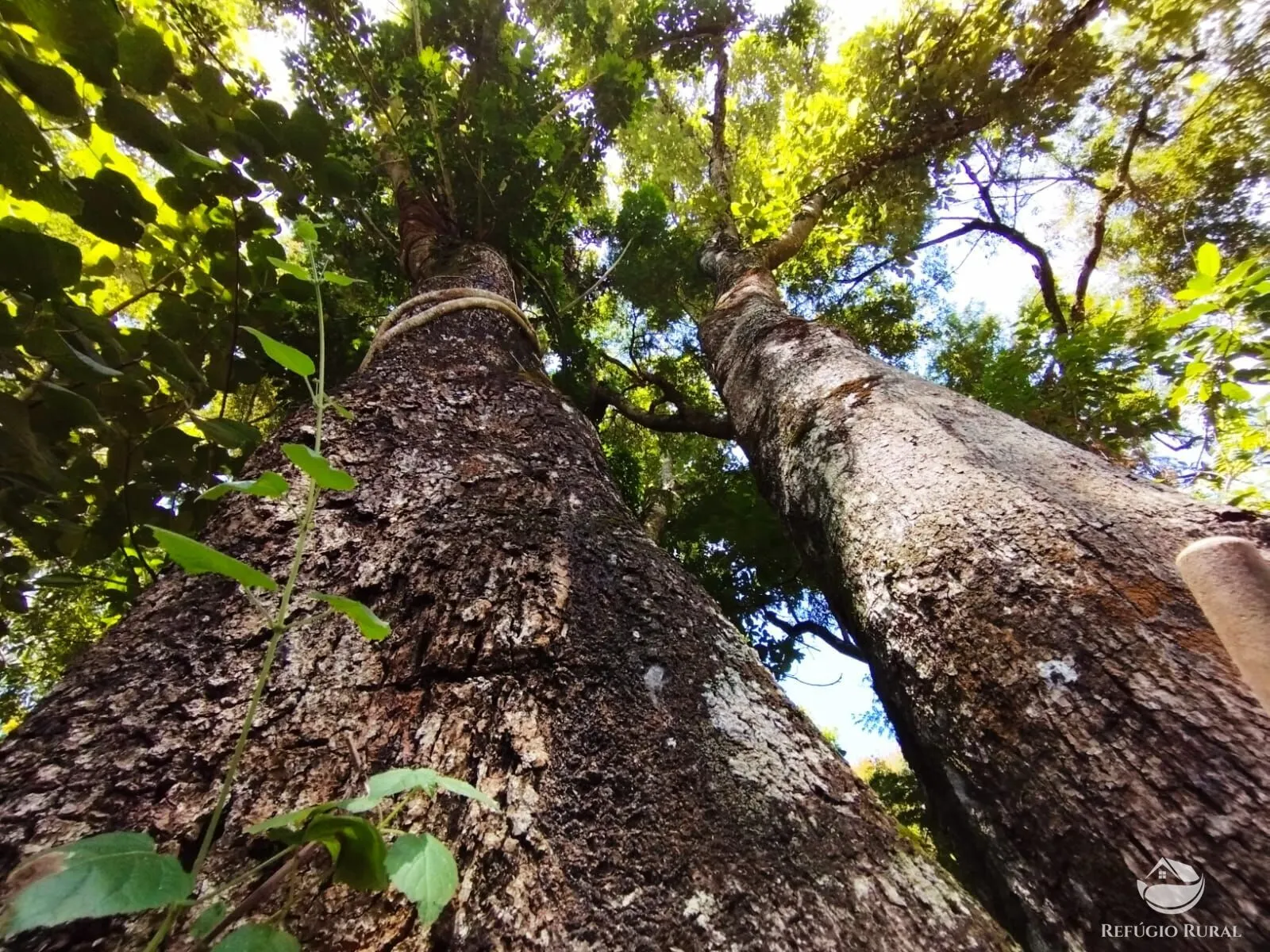 Sítio à venda de 29 ha em Igaratá, SP, Brasil