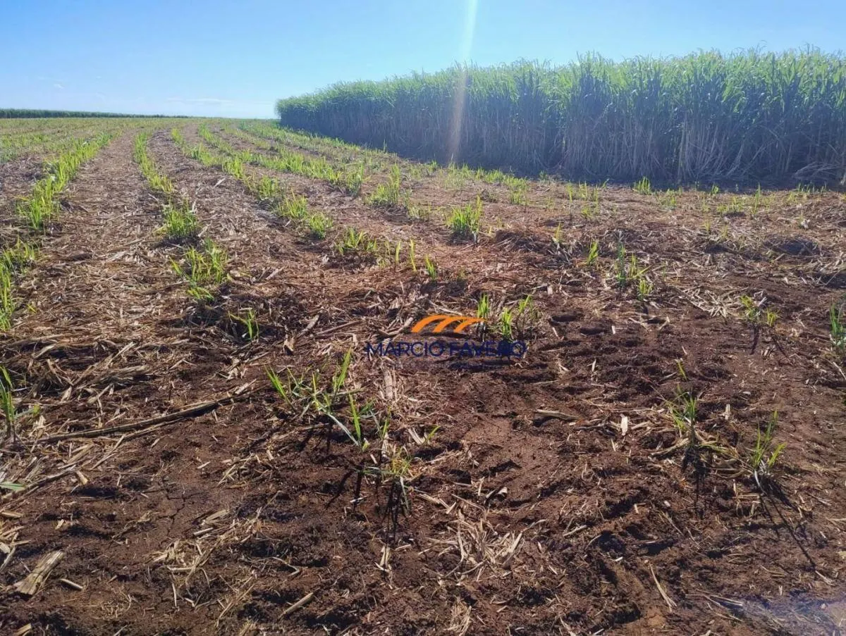 Fazenda à venda de 298 ha em São Simão, SP, Brasil