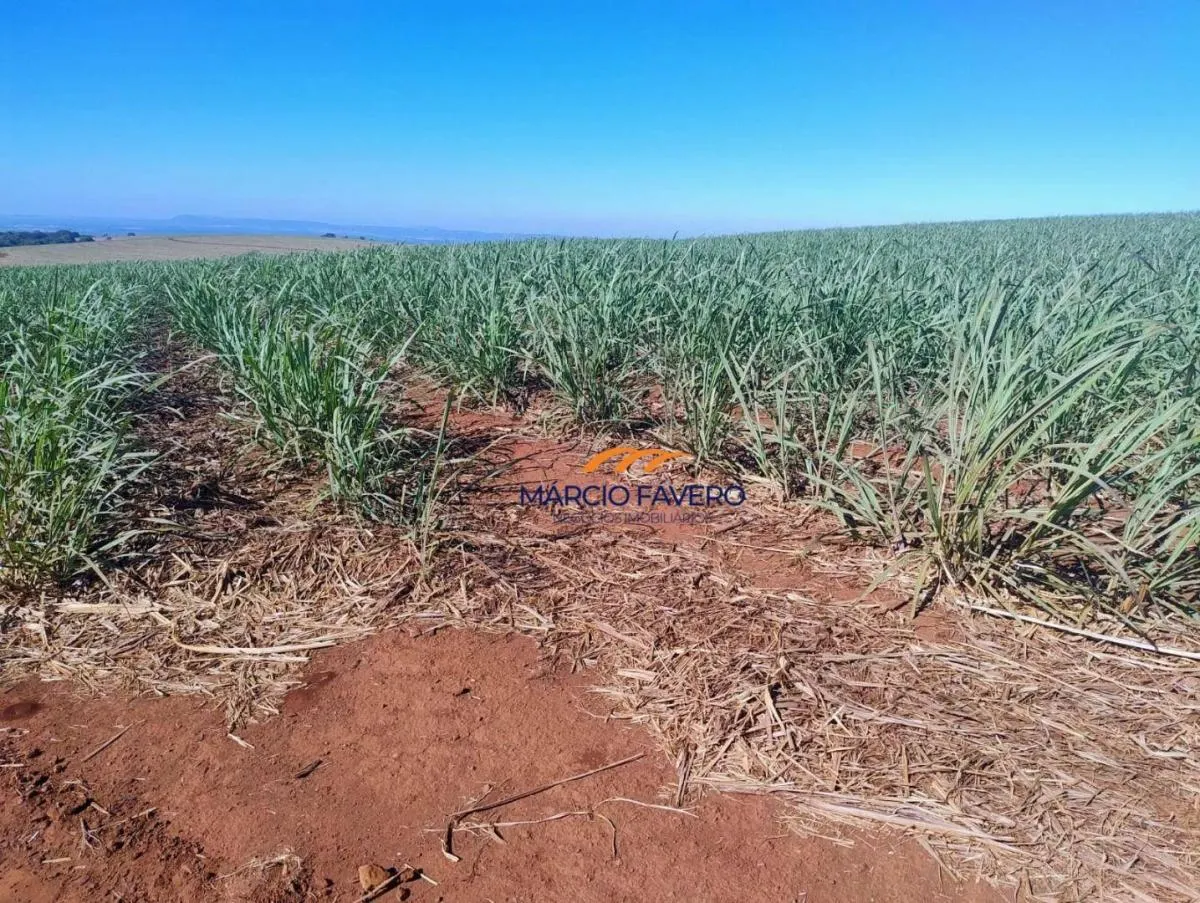 Fazenda à venda de 298 ha em São Simão, SP, Brasil