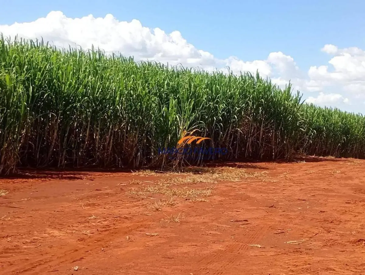 Fazenda à venda de 298 ha em São Simão, SP, Brasil