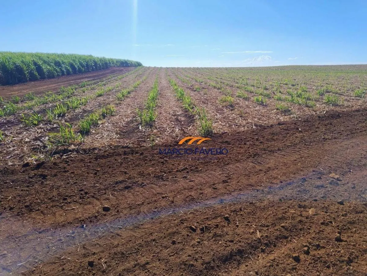Fazenda à venda de 298 ha em São Simão, SP, Brasil