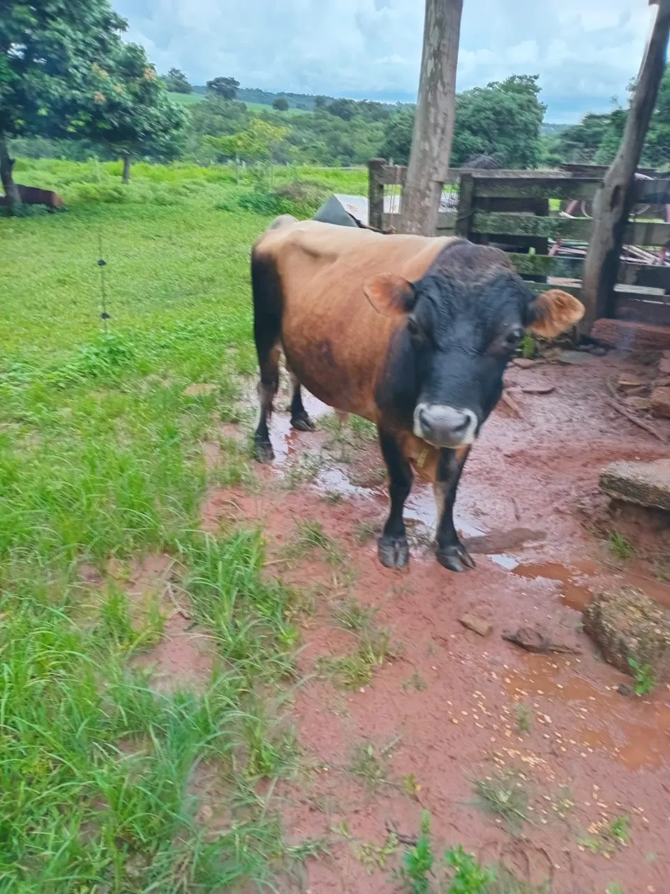 Sítio à venda de 3 ha em Uberlândia, MG, Brasil
