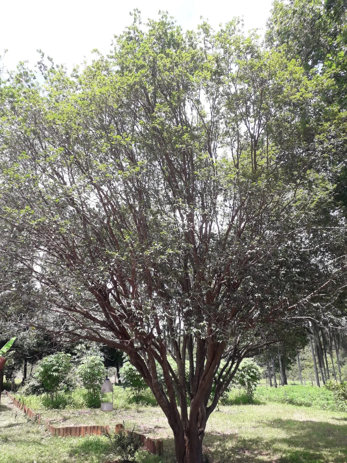 Sítio à venda de 3 ha em Uberlândia, MG, Brasil