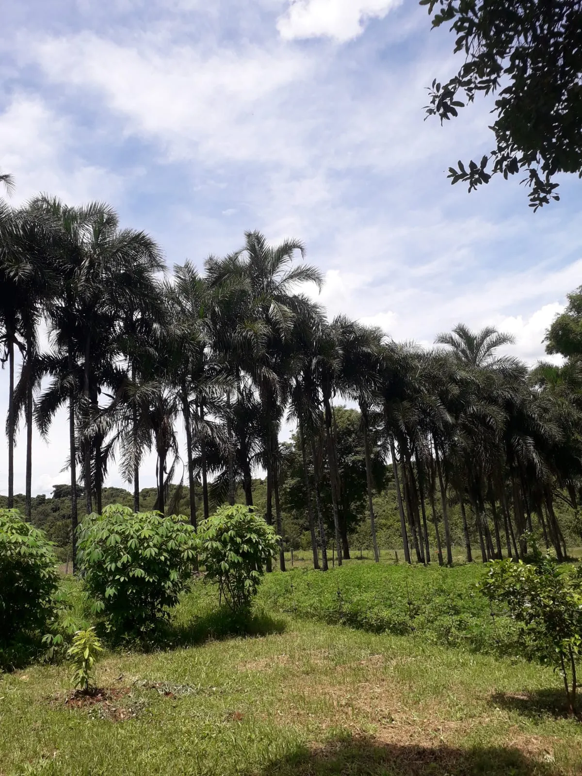 Sítio à venda de 3 ha em Uberlândia, MG, Brasil
