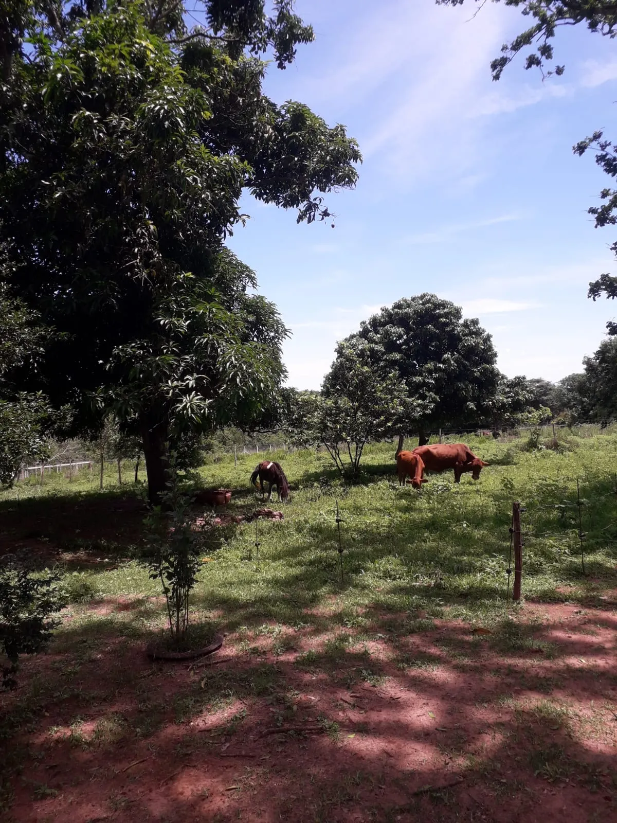 Sítio à venda de 3 ha em Uberlândia, MG, Brasil