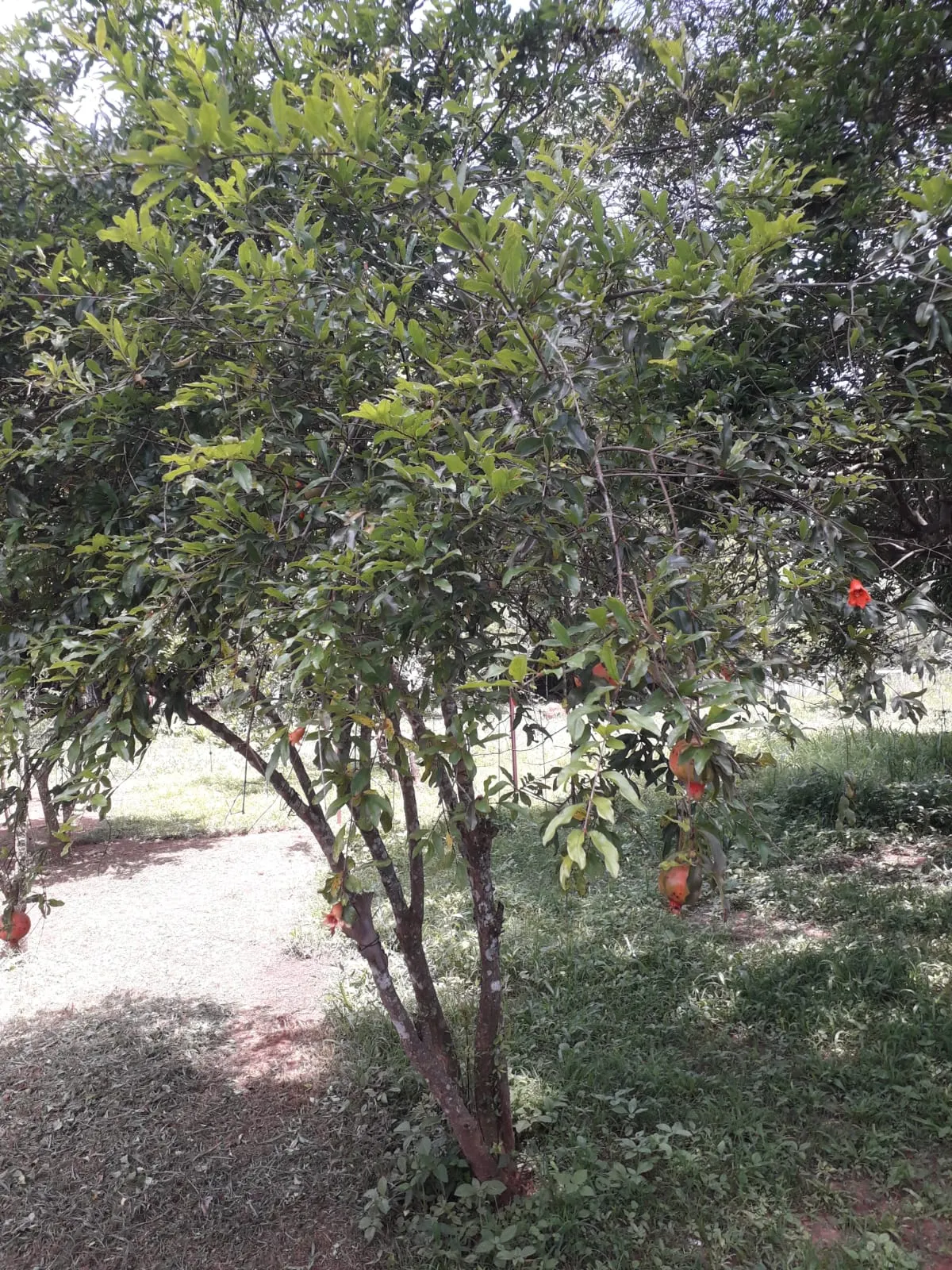 Sítio à venda de 3 ha em Uberlândia, MG, Brasil