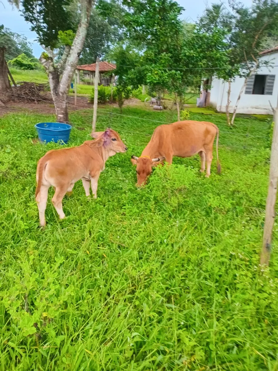 Sítio à venda de 3 ha em Uberlândia, MG, Brasil