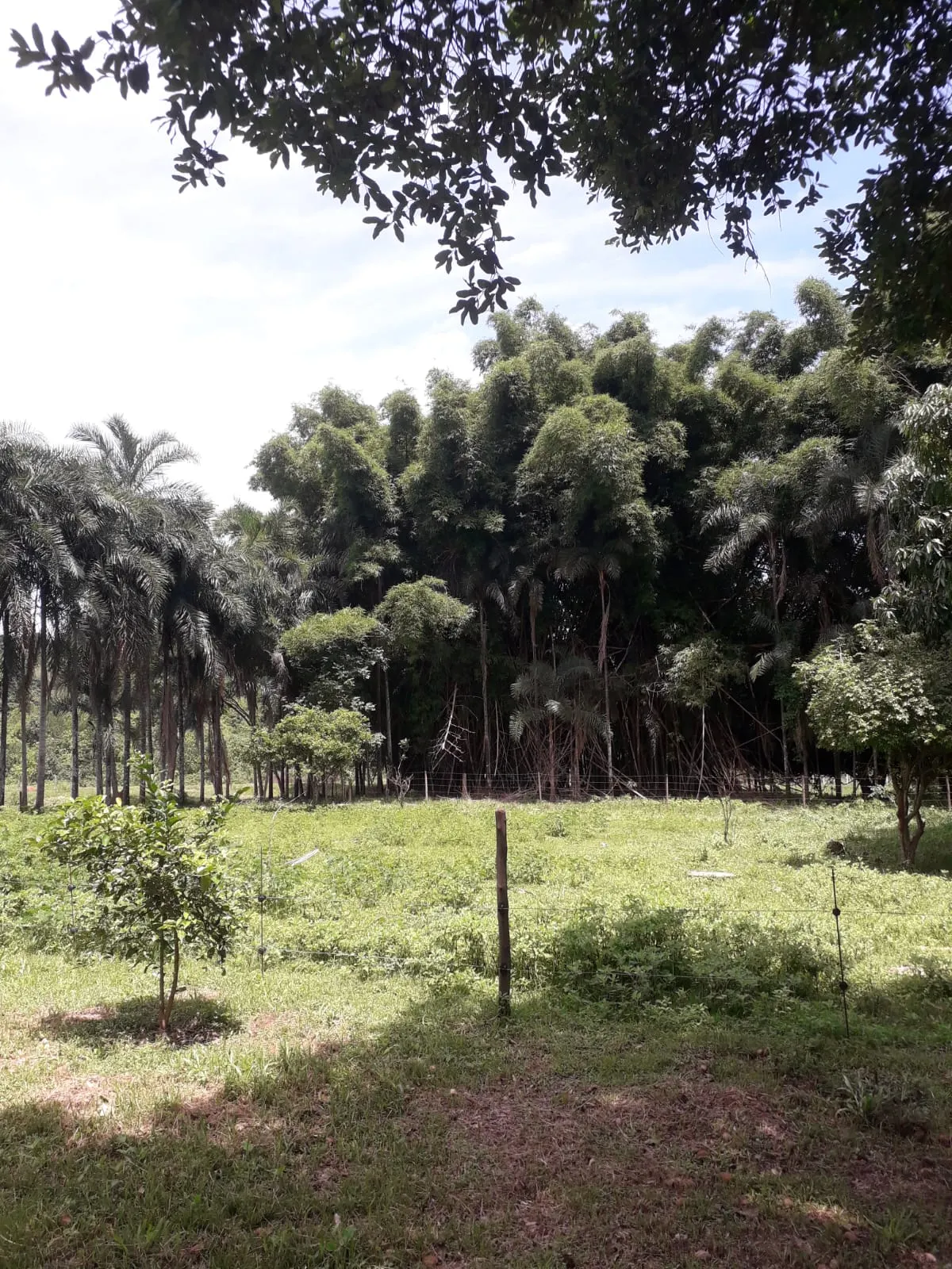 Sítio à venda de 3 ha em Uberlândia, MG, Brasil