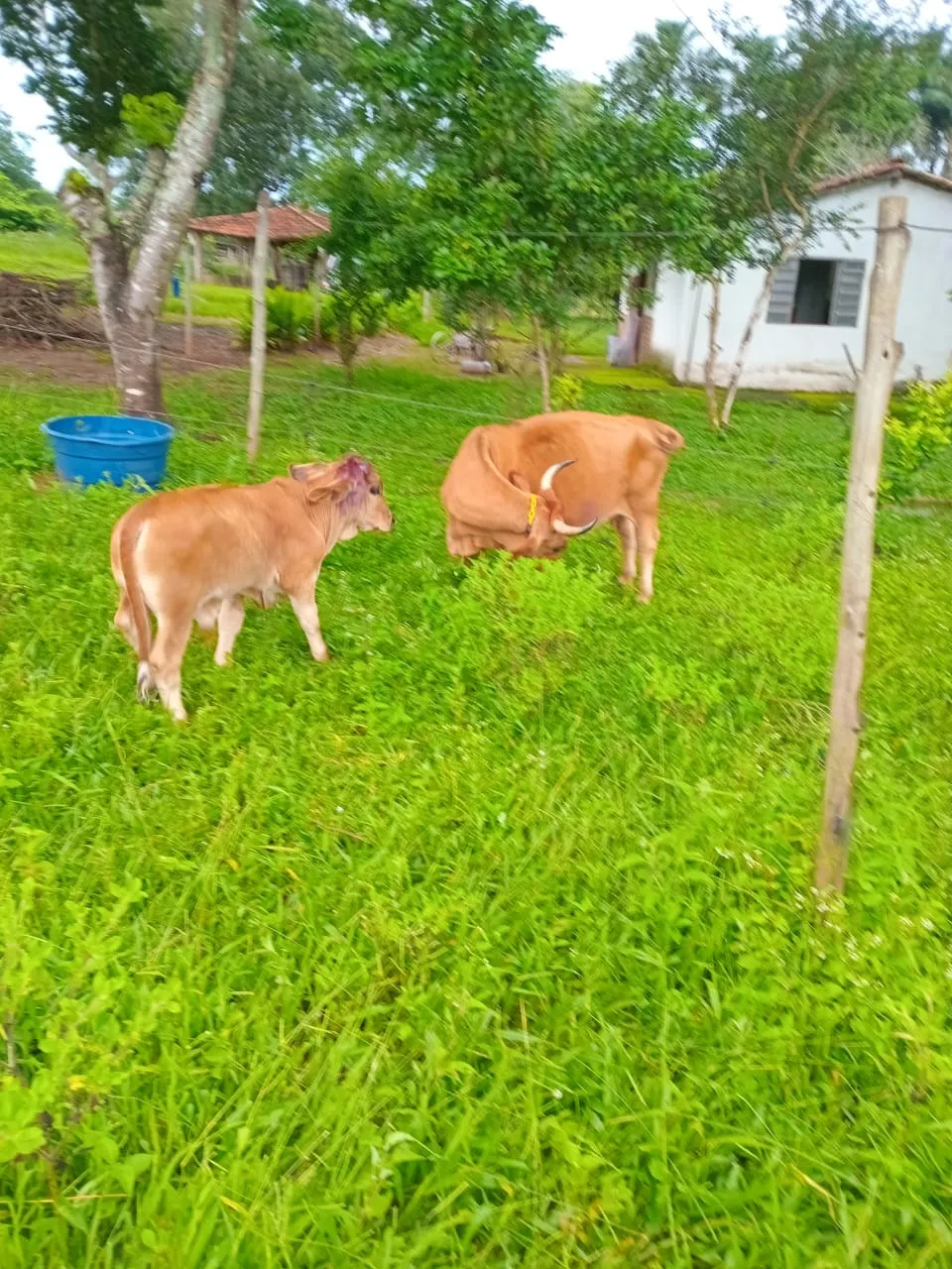 Sítio à venda de 3 ha em Uberlândia, MG, Brasil