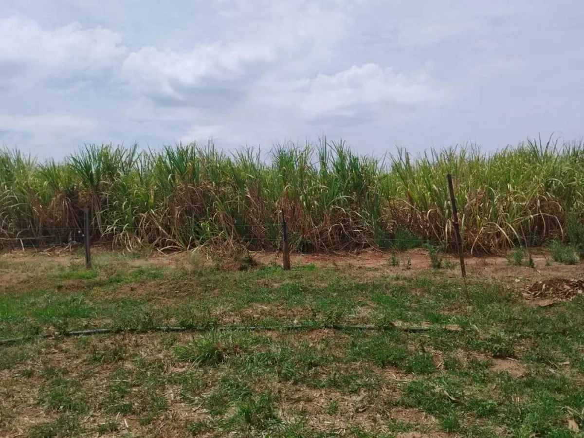 Sítio à venda de 18 ha em Cajuru, SP, Brasil