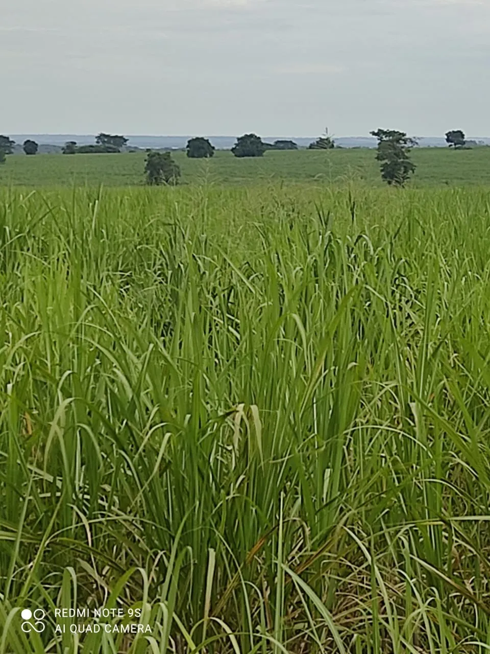 Fazenda à venda e para Arrendar de 1.436 ha em Panorama, SP, Brasil