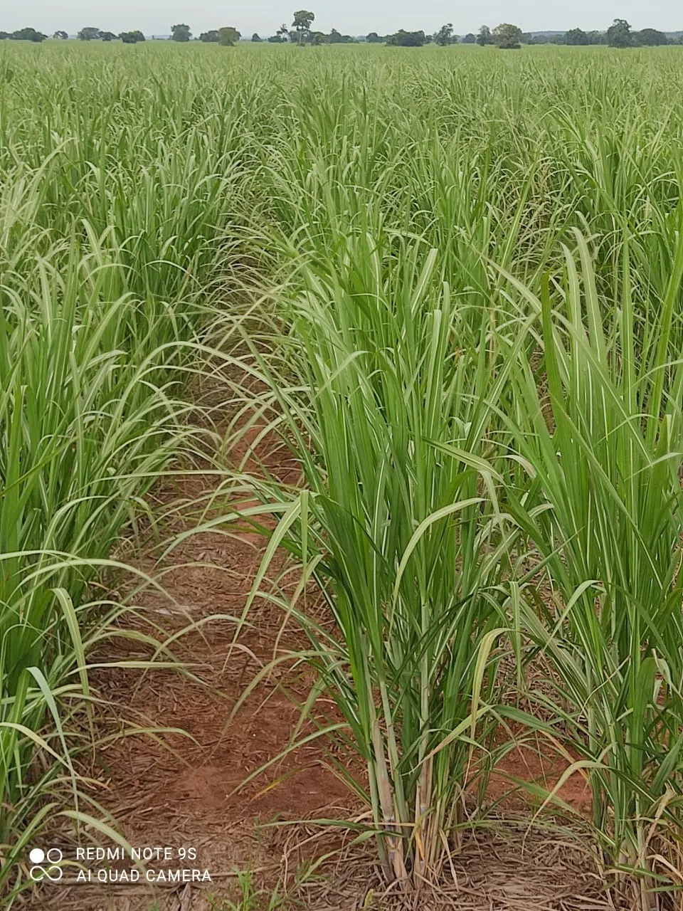Fazenda à venda e para Arrendar de 1.436 ha em Panorama, SP, Brasil