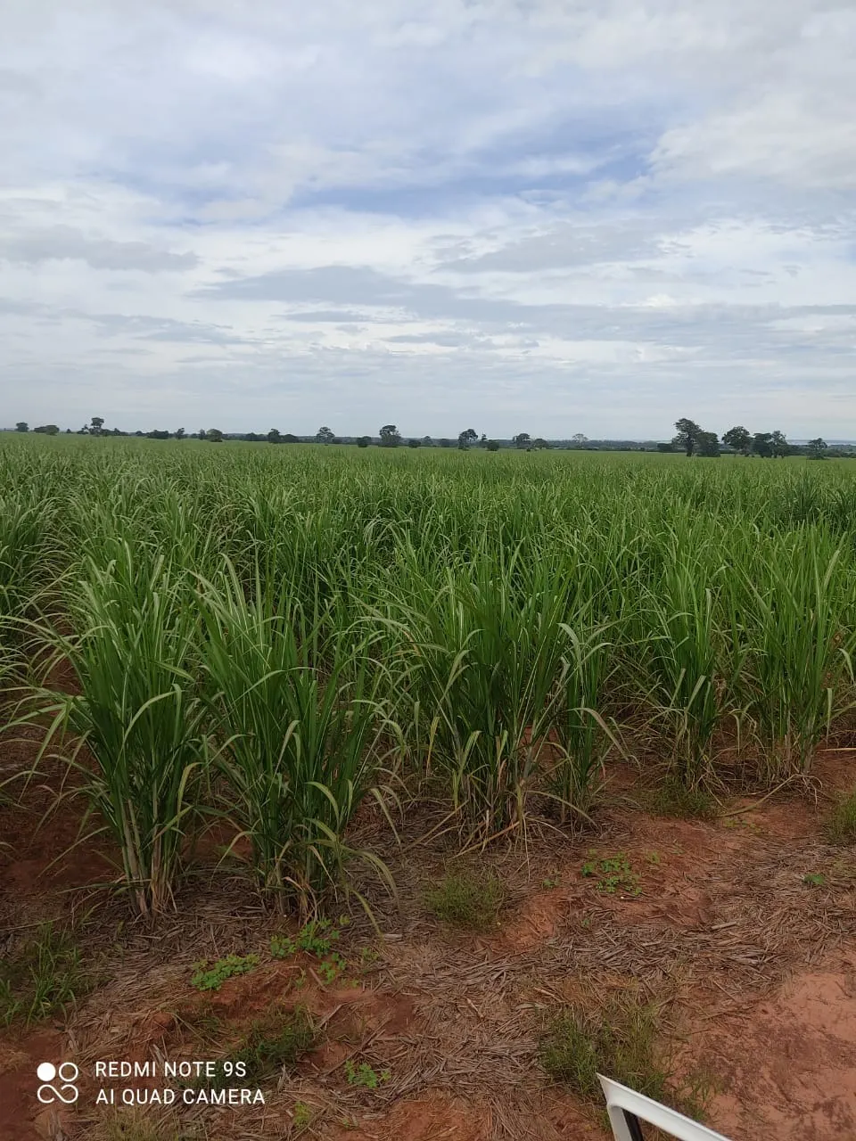 Fazenda à venda e para Arrendar de 1.436 ha em Panorama, SP, Brasil