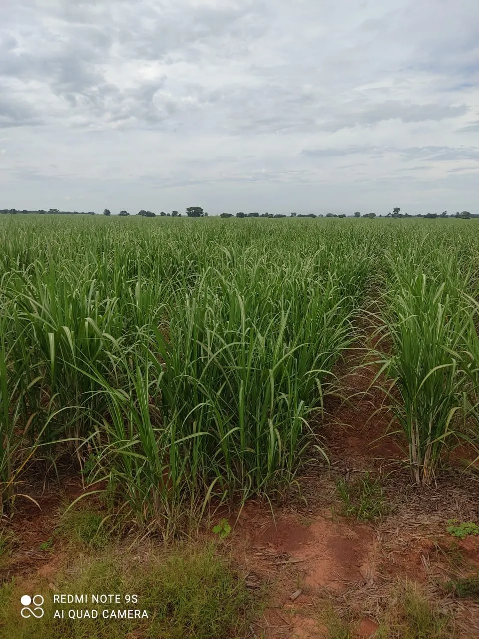 Fazenda à venda e para Arrendar de 1.436 ha em Panorama, SP, Brasil