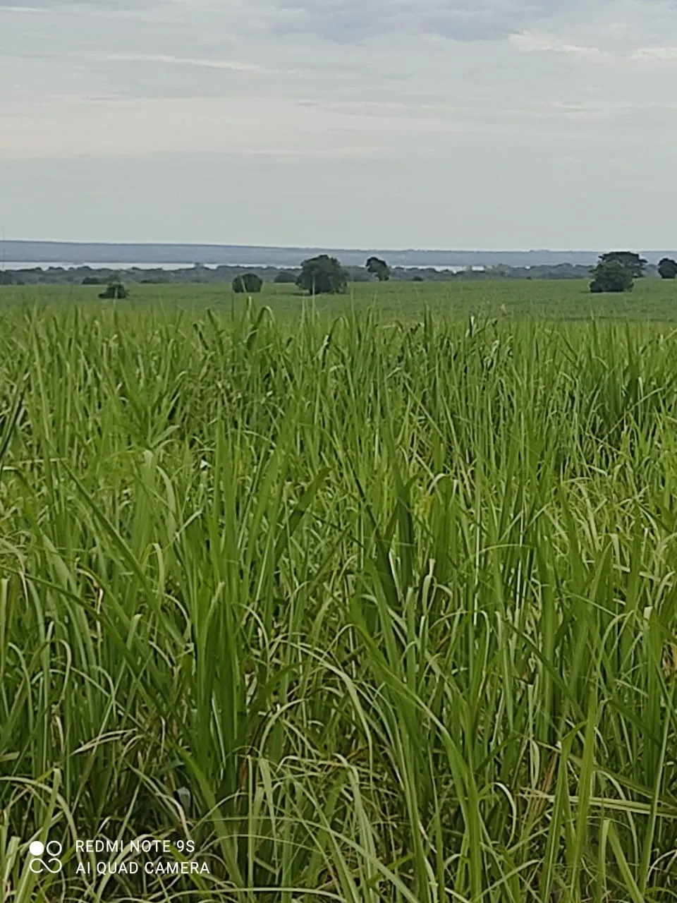 Fazenda à venda e para Arrendar de 1.436 ha em Panorama, SP, Brasil