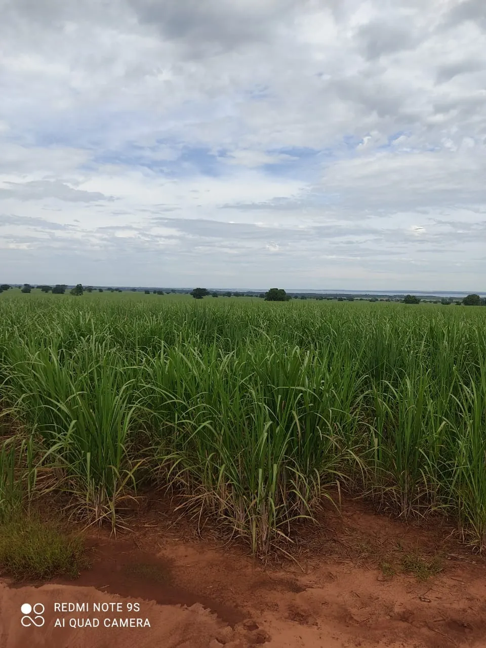 Fazenda à venda e para Arrendar de 1.436 ha em Panorama, SP, Brasil