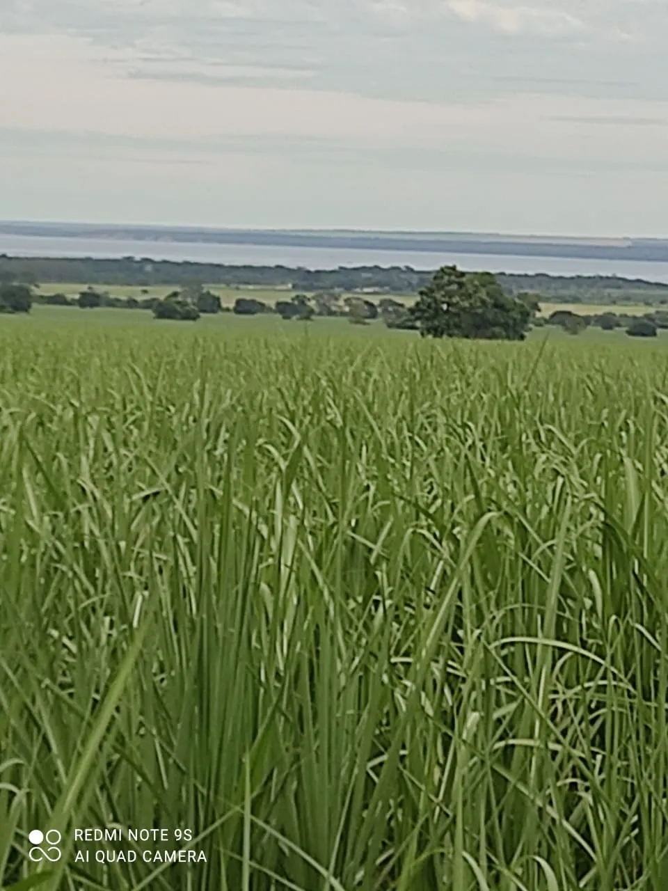 Fazenda à venda e para Arrendar de 1.436 ha em Panorama, SP, Brasil