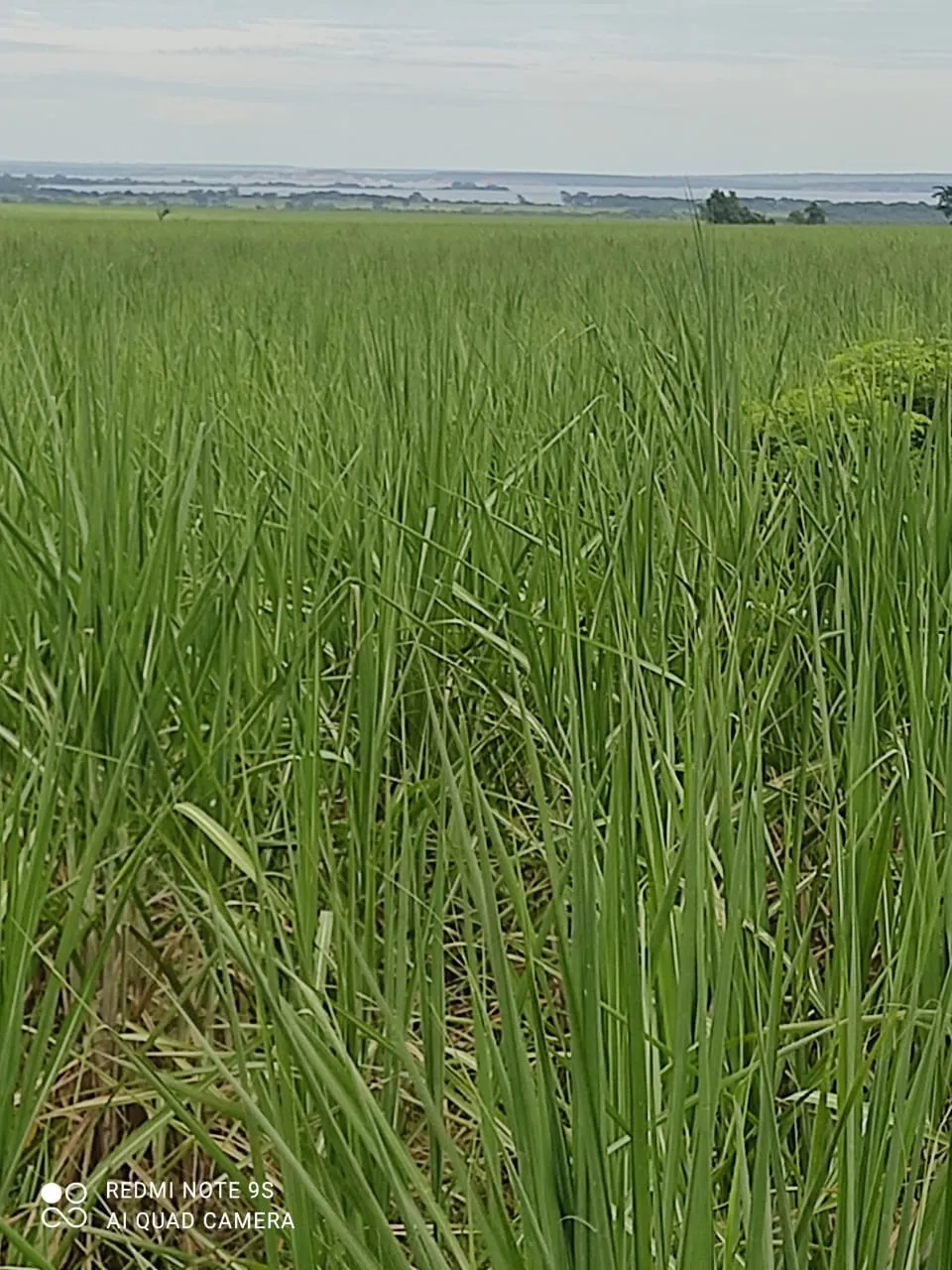 Fazenda à venda e para Arrendar de 1.436 ha em Panorama, SP, Brasil