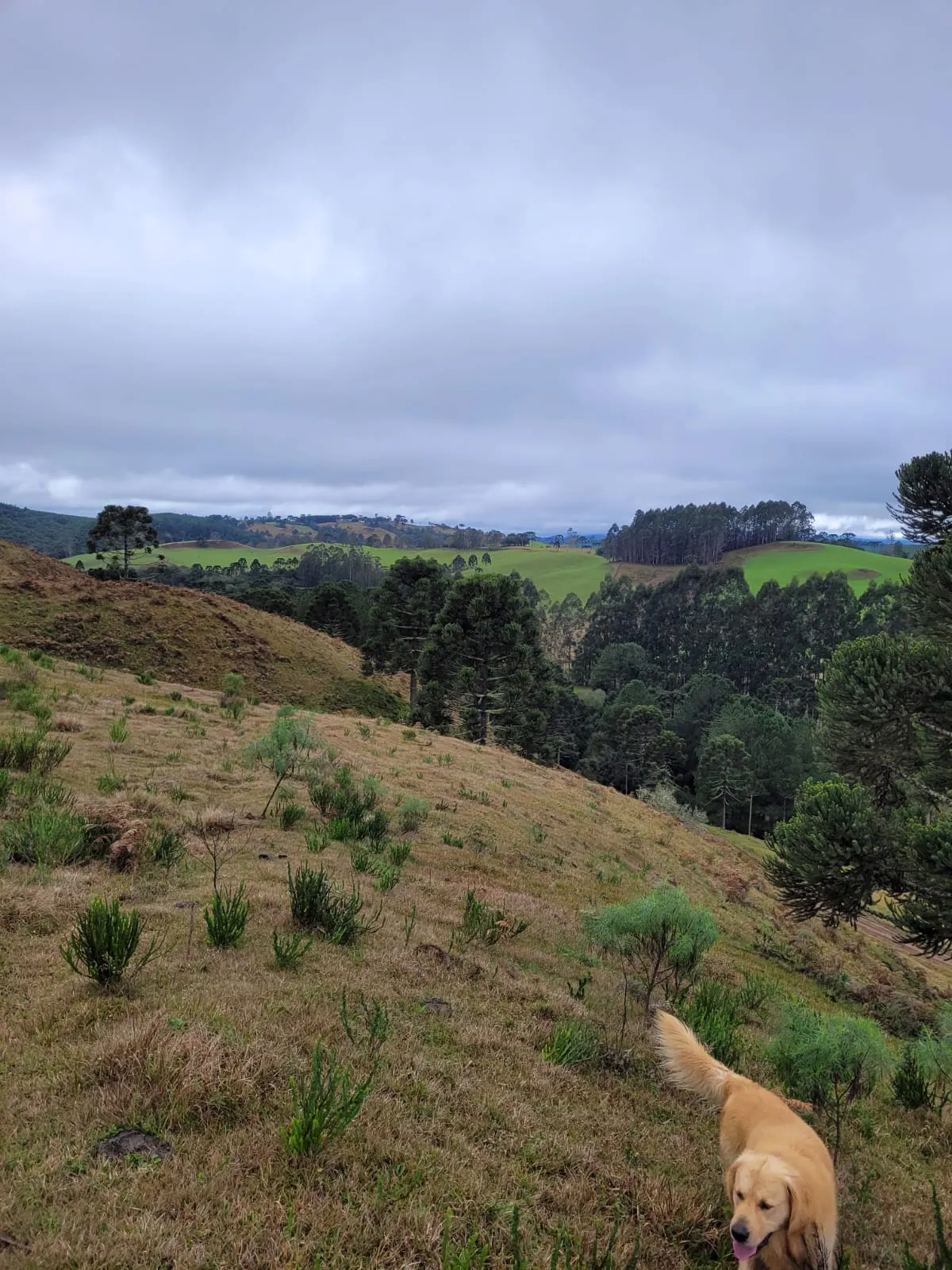 Fazenda à venda de 181 ha em Bocaina do Sul, SC, Brasil