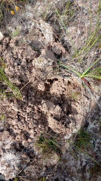 Fazenda à venda de 50.000 ha em Boa Vista, RR, Brasil