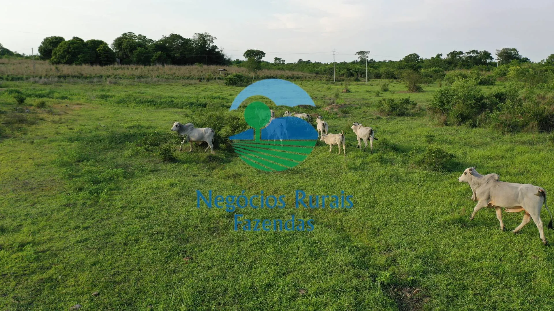 Fazenda à venda de 1.113 ha em Almas, TO, Brasil