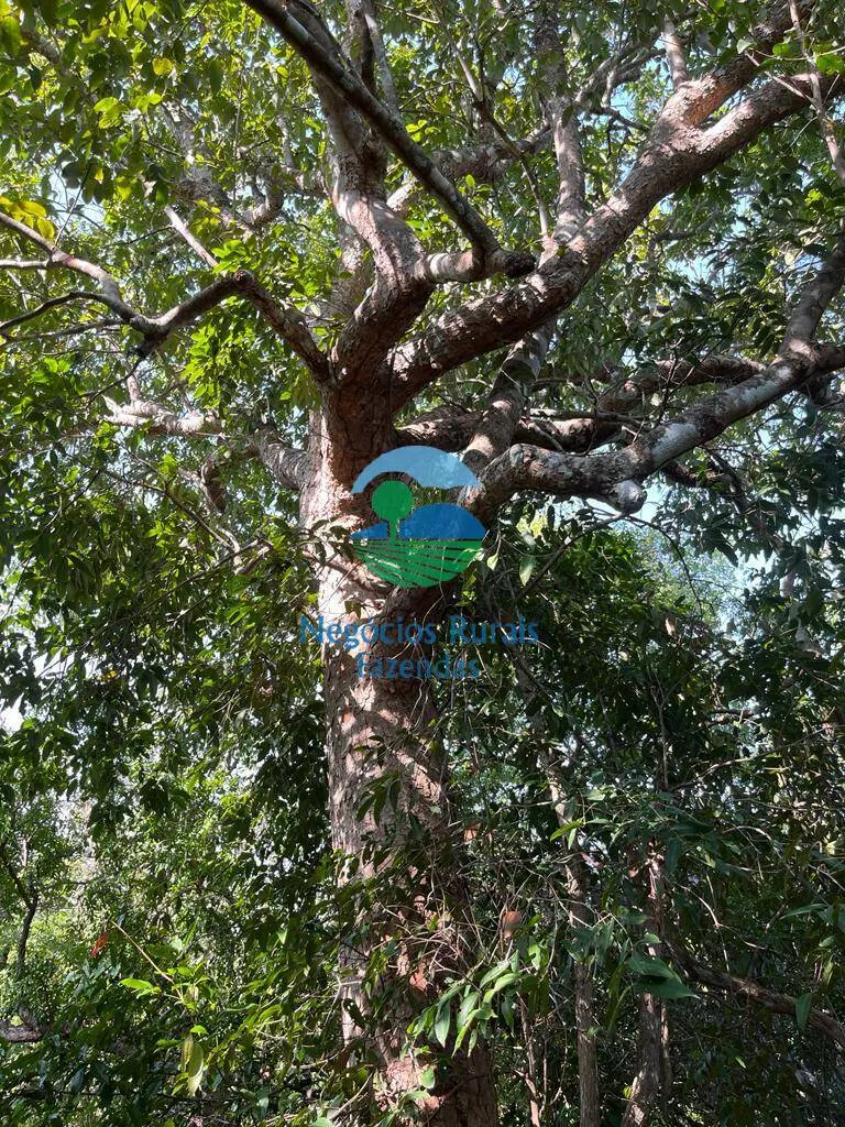 Fazenda à venda de 1.113 ha em Almas, TO, Brasil