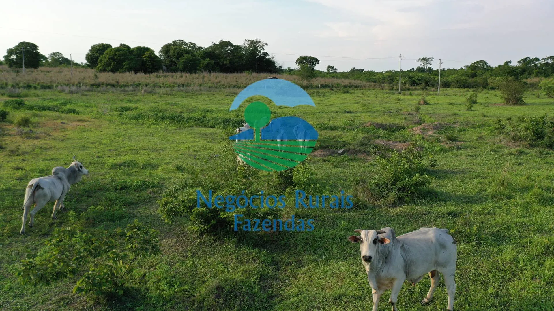 Fazenda à venda de 1.113 ha em Almas, TO, Brasil