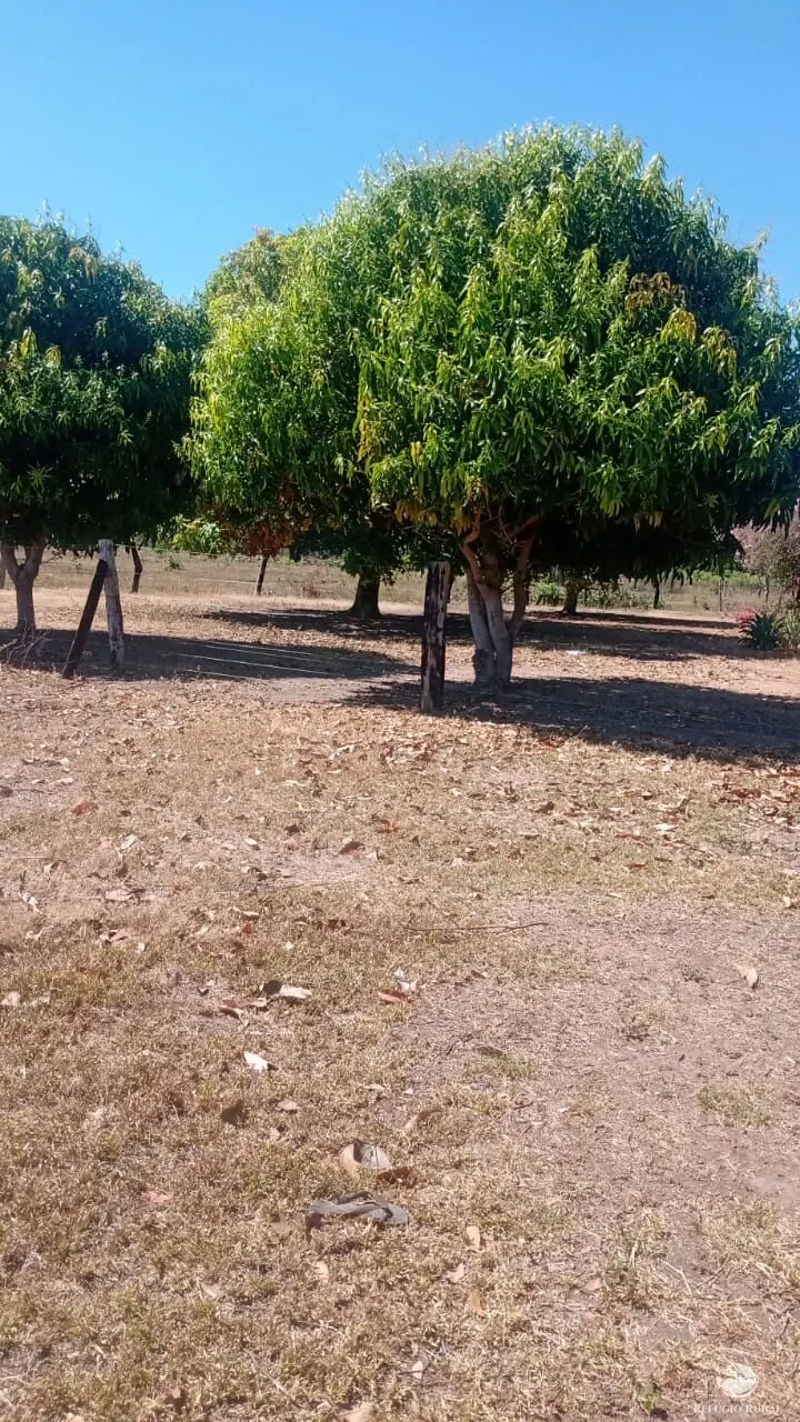 Fazenda à venda de 5.000 ha em São Félix do Araguaia, MT, Brasil