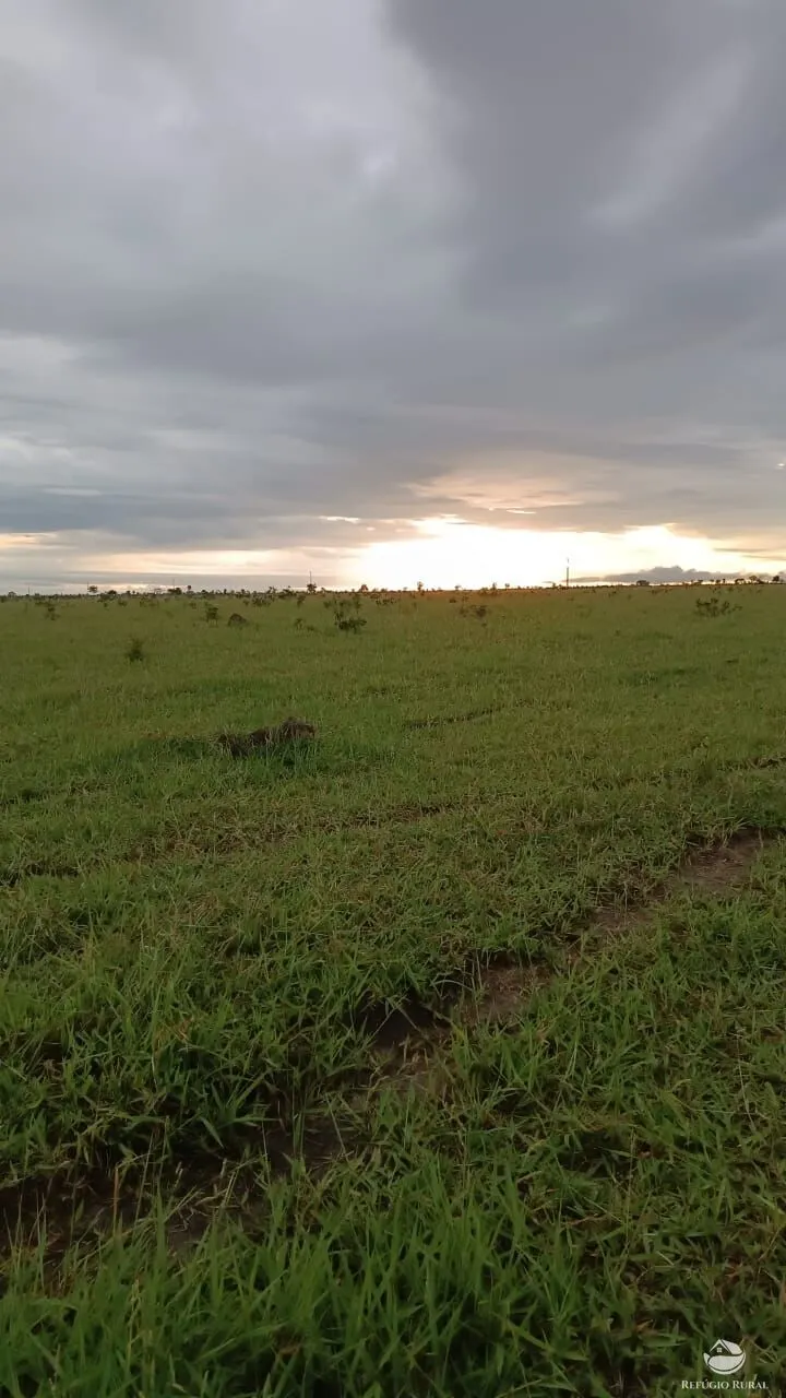 Fazenda à venda de 5.000 ha em São Félix do Araguaia, MT, Brasil