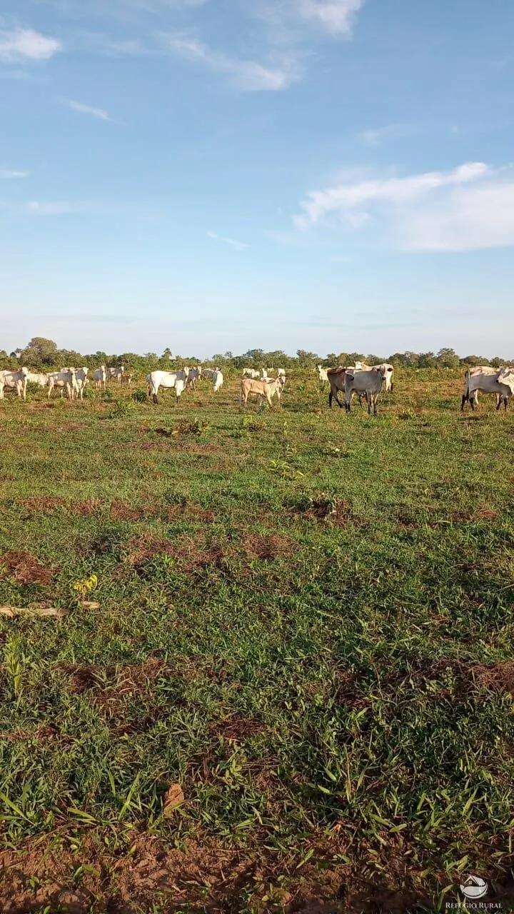Fazenda à venda de 5.000 ha em São Félix do Araguaia, MT, Brasil