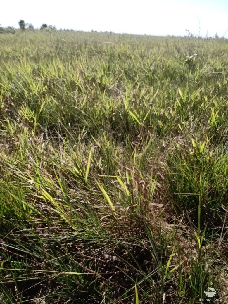Fazenda à venda de 5.000 ha em São Félix do Araguaia, MT, Brasil