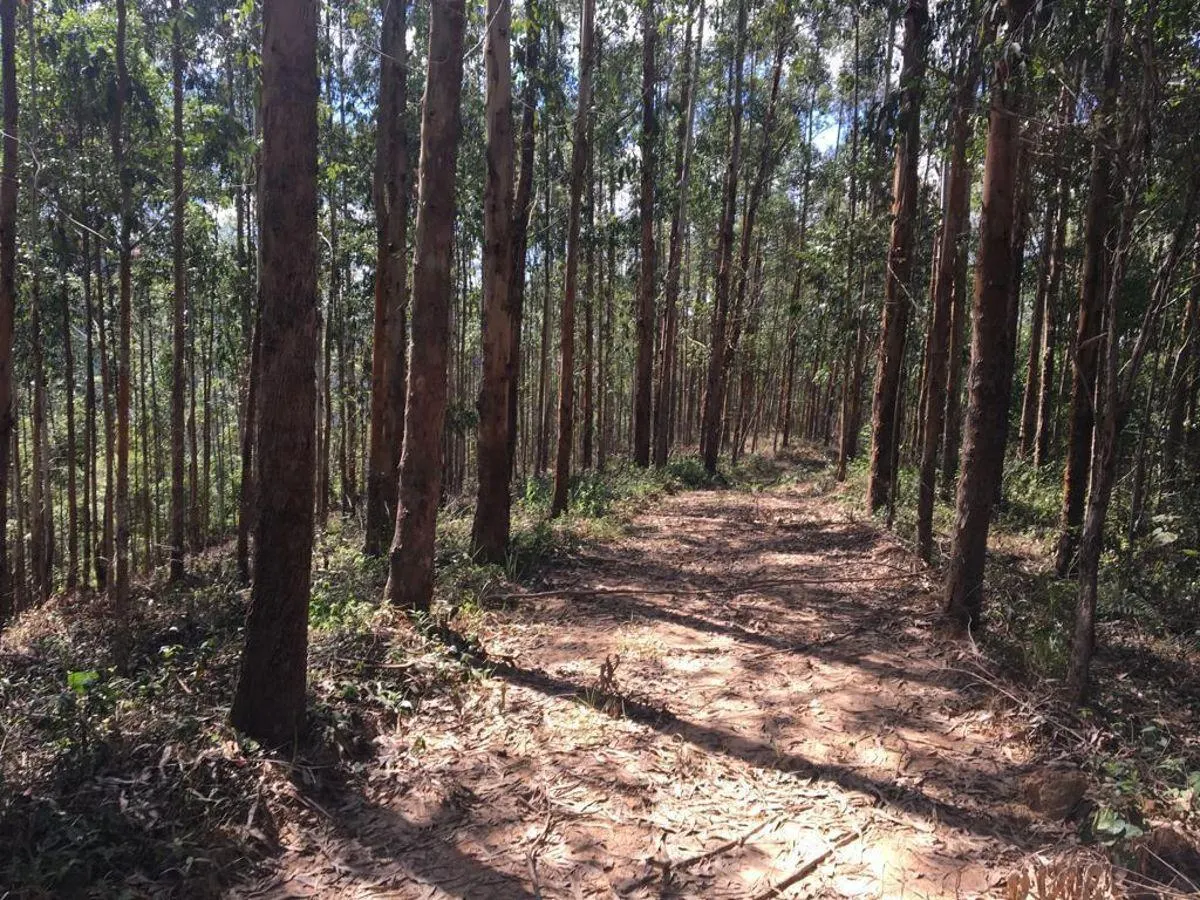 Fazenda à venda de 425 ha em Cajati, SP, Brasil