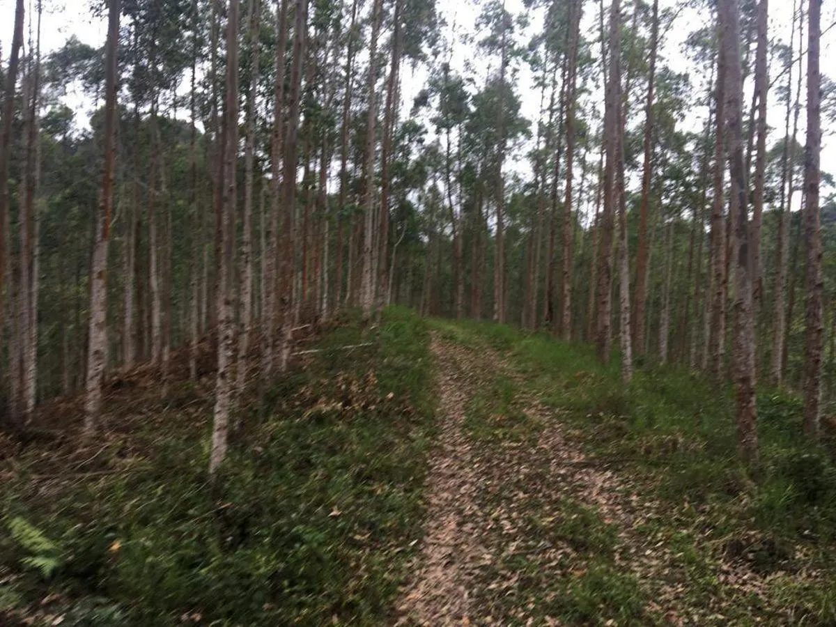 Fazenda à venda de 425 ha em Cajati, SP, Brasil
