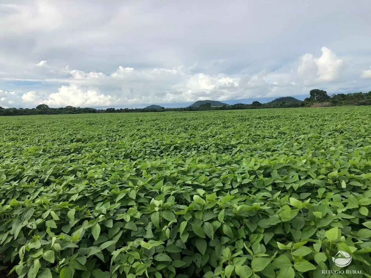 Fazenda à venda de 35.000 ha em Santa Terezinha, MT, Brasil