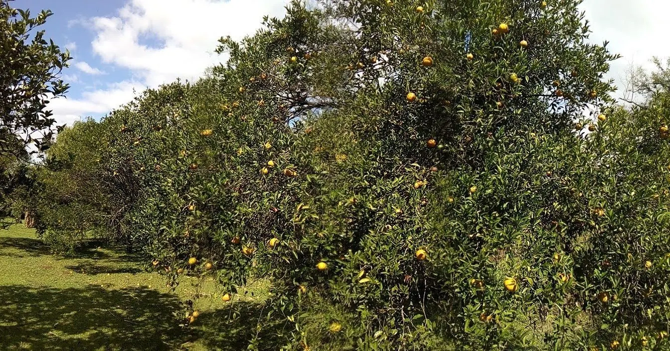 Chácara à venda de 2 ha em Osório, RS, Brasil