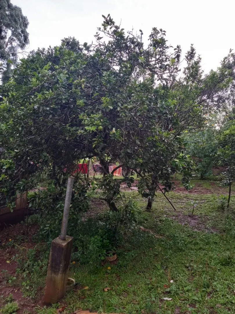 Chácara à venda de 2 ha em Osório, RS, Brasil
