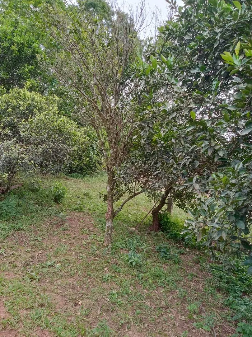 Chácara à venda de 2 ha em Osório, RS, Brasil