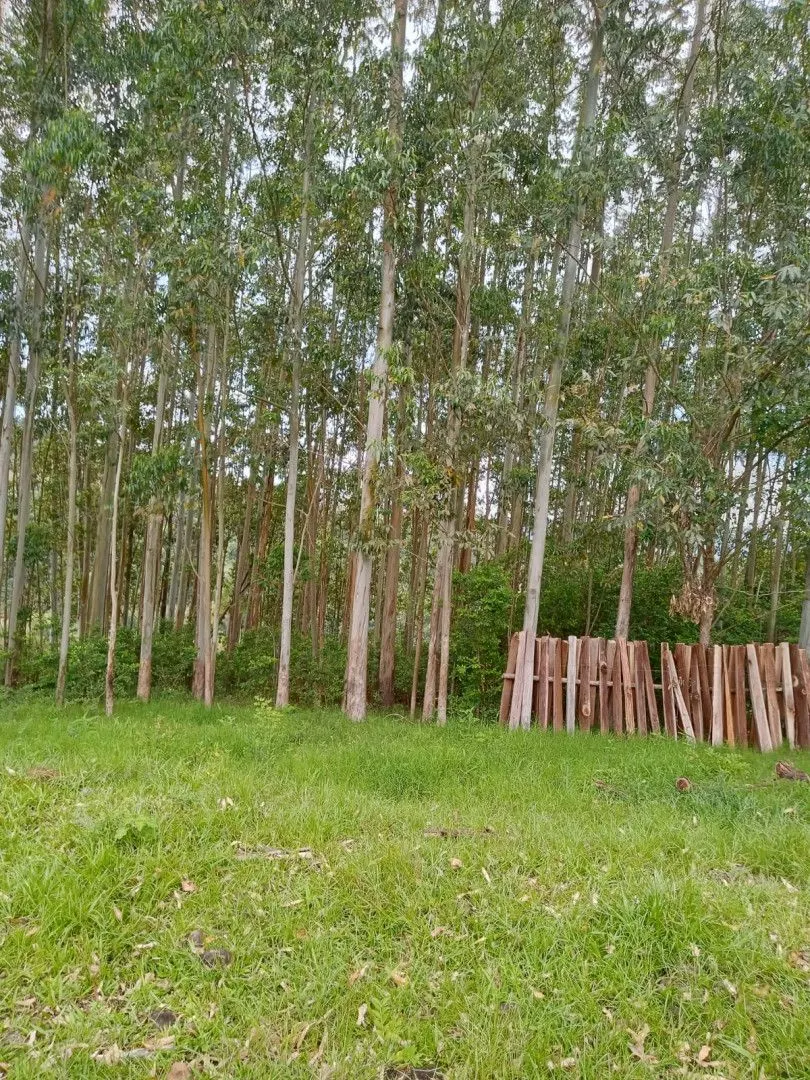 Chácara à venda de 2 ha em Osório, RS, Brasil