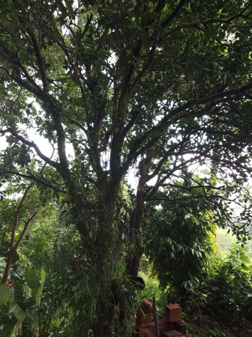 Chácara à venda de 2 ha em Osório, RS, Brasil